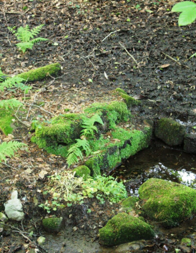 Fontaine dans forêt
