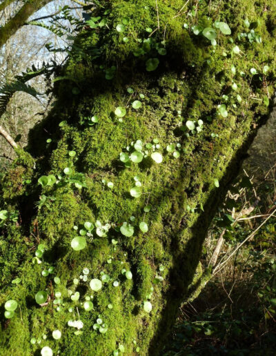 Arbre avec mousse