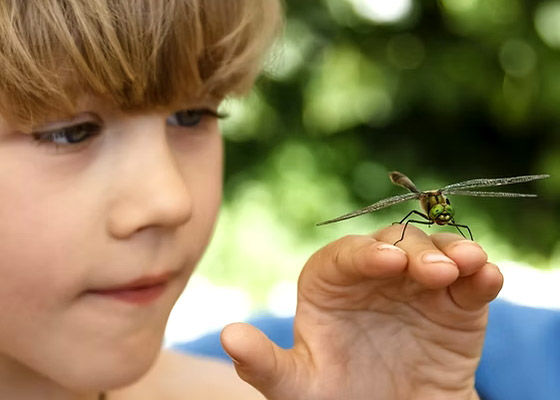 Initiation à l'écologie